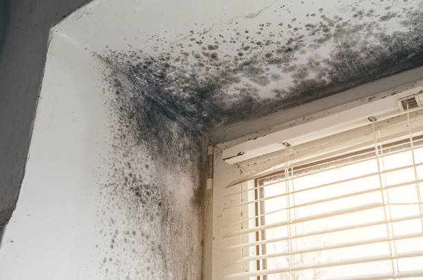 Trusted Commercial Mold Remediation service in Ambler, PA - Cheap Mold Removal