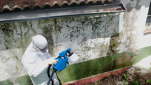 Trusted Crawl Space Mold Removal service in Ambler, PA - Cheap Mold Removal